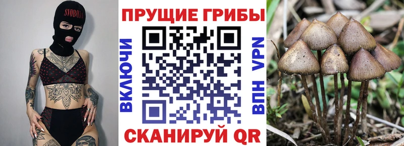 Купить где  Лянтор  Галлюциногенные грибы Psilocybine cubensis 
